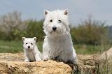 WESTIE 112